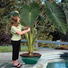 Jacks Giant Elephant Ear Elephant Ear Plant Elephant Ears Plants