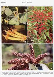 Image result for Helixanthera