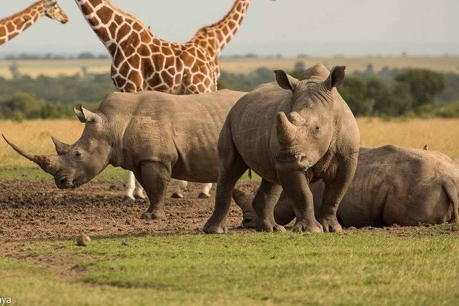 Ol Pejeta Conservancy Fees | Kenya Safaris Tours | Kenya Rhinos