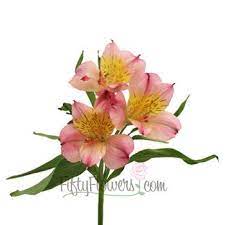 Pink And Yellow Peruvian Lily Flower Fiftyflowers Com Lily Flower Peruvian Lilies Flowers