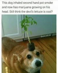 Smonk Weed Memes
