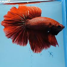 Pin On Betta Fish