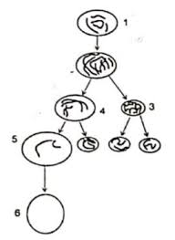 Soal dan jawaban essay pembelahan sel biologi sridianti com. Soal Essay Pembelahan Sel Pigura