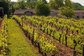 La cité du vin (before 12pm) the bassins de lumières. Weingut Kaufen In Bordeaux Weinberge Zum Verkauf In Saint Emilion Frankreich