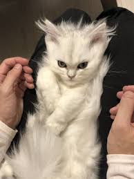 Pin By U On C In 2020 Animals Weird Animals Cat Mom