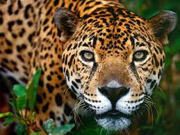 Cuenta oficial de jaguares & jaguares xv | official account of jaguares & jaguares xv. Aumenta La Poblacion De Jaguares