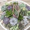 Journal of the cactus and succulent society of america publication details in the international plant names index. Https Encrypted Tbn0 Gstatic Com Images Q Tbn And9gcrg36kroa0wlsah Mem Xkhhfelfuvm9xx4ux6zcnvclxujwqqh Usqp Cau