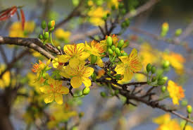 Image result for Ochna cyanophylla