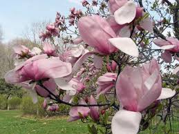Magnolia is a genus of more than 200 species in the family of magnoliaceae. 15 Types Of Magnolia Trees And Shrubs With Photos Magnolia Tree Landscaping Types Of Magnolia Trees Magnolia Tree Types