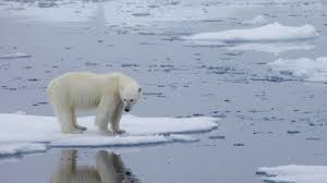 Pin oleh isidora pardo di escandalosos beruang kutub. Beruang Kutub Terancam Punah Di Akhir Abad 21 Akibat Global Warming