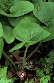 Wild ginger has some interesting ethnobotanical uses as well. Wild Ginger