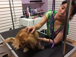 Our mission at natural pet foods is to provide the highest quality foods, products and services for the discerning pet owner. Natural Pet Food Thebest4urpet Twitter