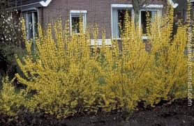 Forsythia Plantguide Ransoms