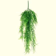 Partiamo dall'illuminazione, che per le piante da interno non deve essere mai diretta. Pianta Cascante Da Appartamento Scegli La Specie Con Cura