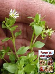 Image result for Caryophyllaceae