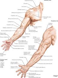 Pin By Anett Krisztin On Art References Human Muscle Anatomy Arm Muscle Anatomy Upper Limb Anatomy