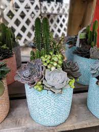 Corona cactus nursery, us based with lots of excellent plants at fair prices. Cactus Succulents For Sale In Loxahatchee Fl A One Stop Garden Shop