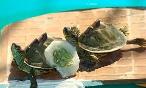 Submitted 8 years ago * by bakefy. How To Make An Above Tank Basking Area For Turtles The Turtle Hub