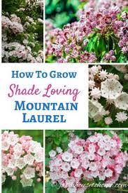 Evergreen bushes create an everlasting framework for seasonal garden plantings. 34 Alabama Native Shrubs Ideas Shrubs Plants Native Plants