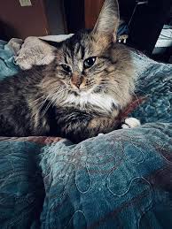 Instagram photo by Joanna Tom • Nov 11, 2024 at 4:14 AM