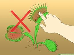 Venus fly traps get their nutrients from the insects they capture. How To Care For Venus Fly Traps With Pictures Wikihow