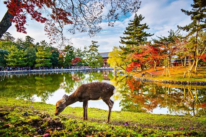 Qué ver en Nara - Rutas Japón