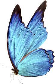 Search For Images Stickers Hashtags Creators On Picsart Blue Butterfly Butterfly Art Painting Blue Butterfly Wallpaper