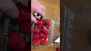 The bowl which i use has a tray in the the bottom with slots in it bottom. How To Ripen Strawberries Youtube