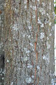 Image result for Terminalia phanerophlebia