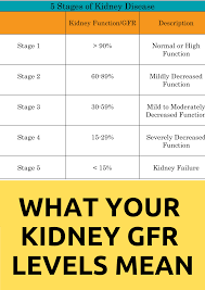 What Your Kidney Gfr Levels Mean Kidney Disease Stages Kidney Disease Kidney