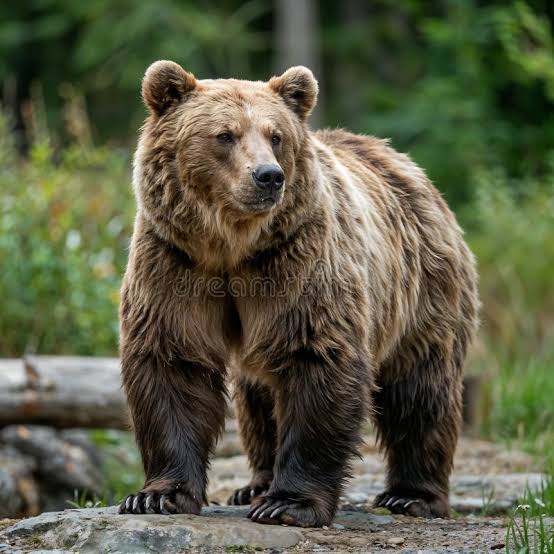 Bear