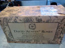 May is a wonderful month, enhanced by the uplifting serene, perfect green of all the wonderful new leaves, as they open on trees and shrubs. Planting David Austin Roses At My Farm The Martha Stewart Blog