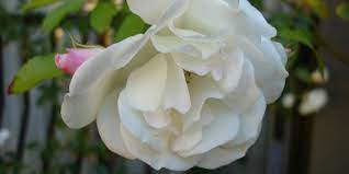You, lord, know it completely. Fearfully And Wonderfully Liz Curtis Higgs