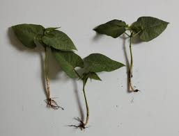 Image result for Phaseolus lunatus