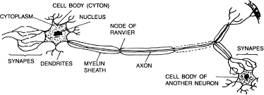The nervous tissue is made up of neurons. What Is Nervous Tissue From Science Tissues Class 9 Cbse