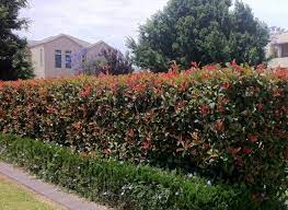 They can greatly reduce exposure and wind damage to plants. Common Types Of Plants Used As Hedges Jimsmowing Com Au