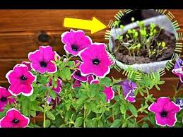 посадка цветов на рассаду в марте по лунному календарю 10 Sekretov Posadki Petunii Na Rassadu Kogda Sazhat Petuniyu Na Rassadu Youtube Plants