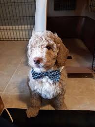 We did not find results for: High Time Australian Labradoodles