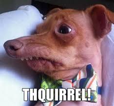 meet tuna the chiweenie instagram s cutest dog with an overbite funny pictures bones funny hilarious