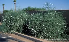 Image result for Cordia