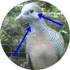 Check spelling or type a new query. Suara Perkutut Juara Cengkok Irama Dan Nadanya Trikburung Com 2021 Trikburung Com 2021