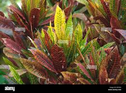 Image result for Croton dichogamus