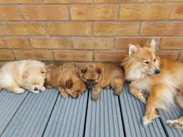 Pomeranians near charlotte, north carolina. Pomeranian Puppies For Rehoming Posts Facebook