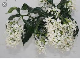 Image result for Clerodendrum abilioi