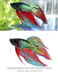 How To Draw A Siamese Fighting Fish Betta Fish Tattoo Drawn Fish Fish Sketch