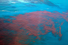 Red tides, a type of harmful algal bloom, color the water rusty orange along the coast of british columbia in canada. Red Tide Continues To Irritate Southwest Florida Beaches Florida Insider