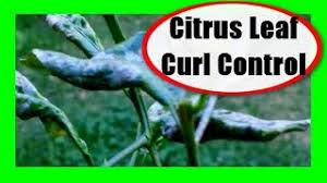 Update 08 16 2019 the new video on the importance of trees in mesa az. Citrus Leaf Curl Lemon Tree Leaf Problems