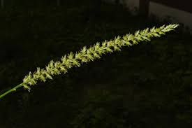 Image result for Cenchrus biflorus