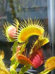 Flytrap fortnite skin evil mutant supervillain outfit. 96 Dionaea Venus Fly Traps Ideas Venus Fly Trap Fly Traps Carnivorous Plants