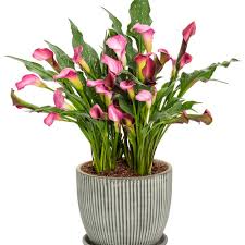 Image result for Zantedeschia